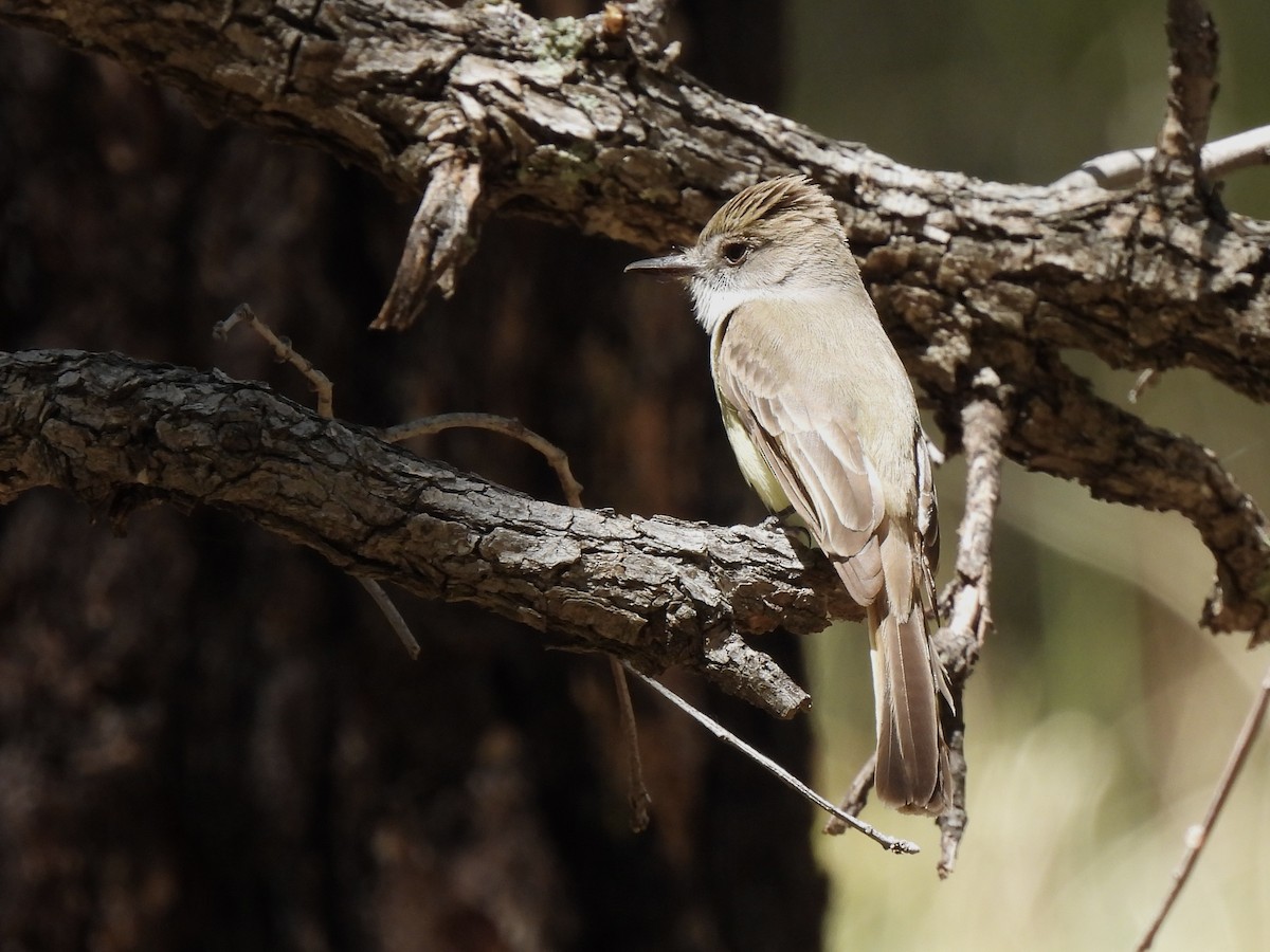 Dusky-capped Flycatcher - Bradley Evans