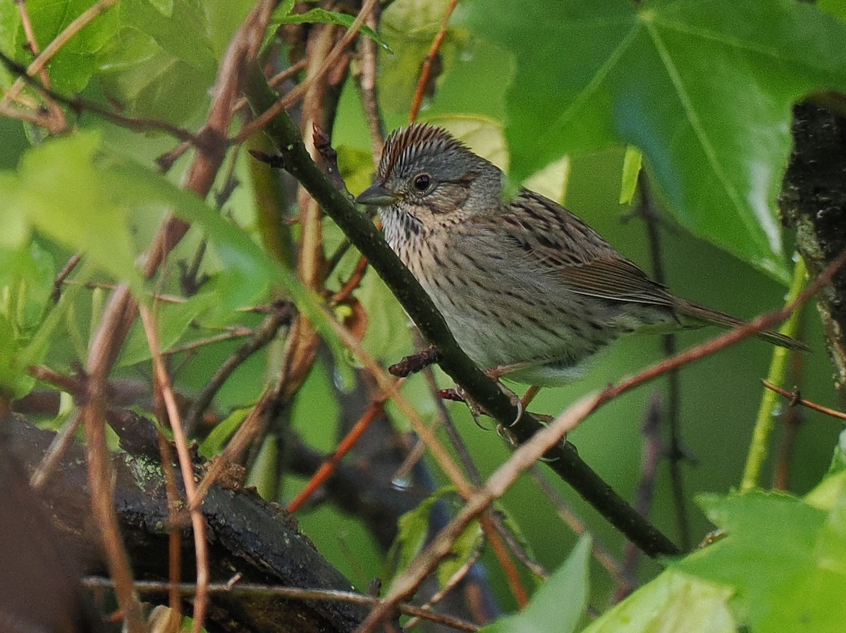 Lincoln's Sparrow - Ben Jesup