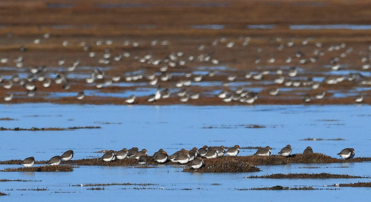 Two-banded Plover - ML619020193