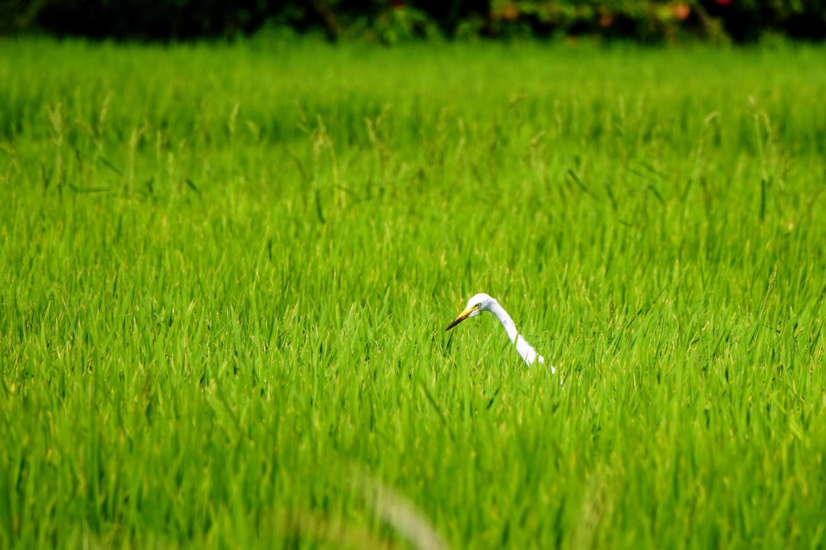 Medium Egret - Haofeng Shih