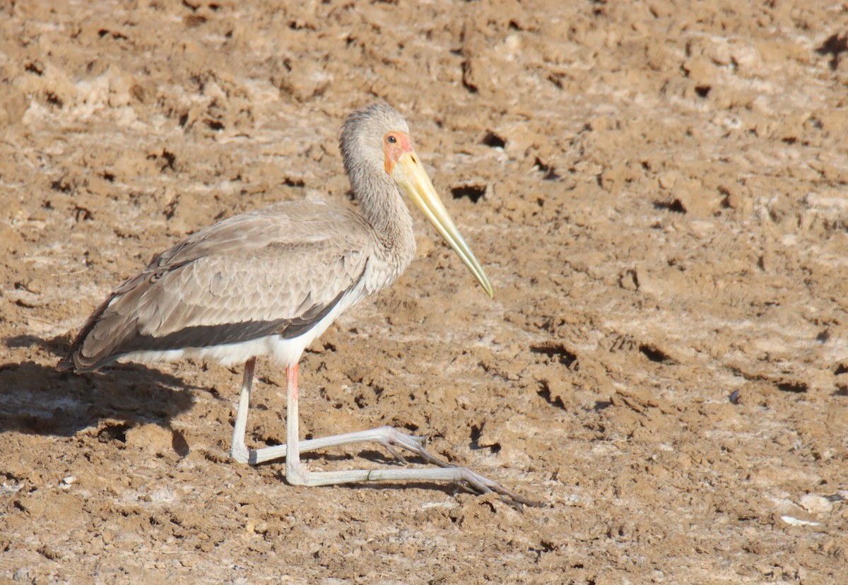 Tantale ibis - ML619020219