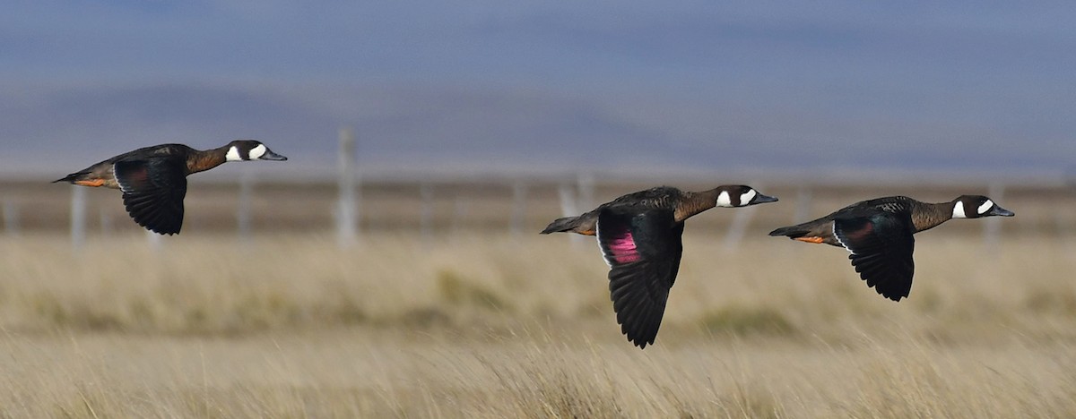 Spectacled Duck - Ricardo  Matus