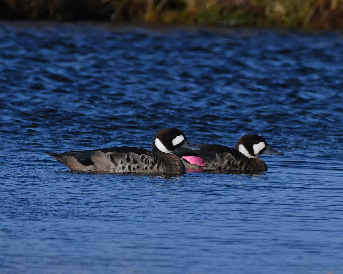 Spectacled Duck - ML619020228