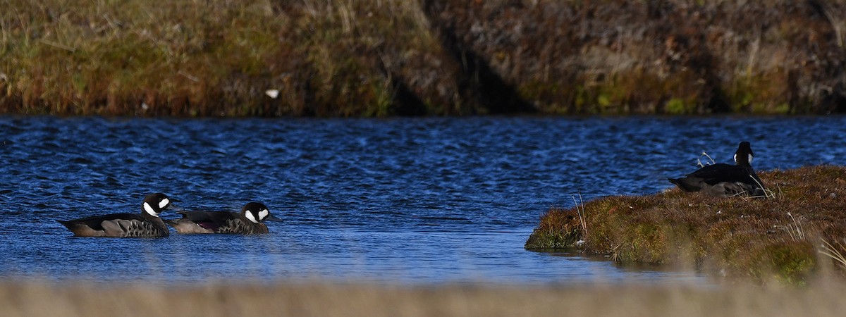 Spectacled Duck - Ricardo  Matus