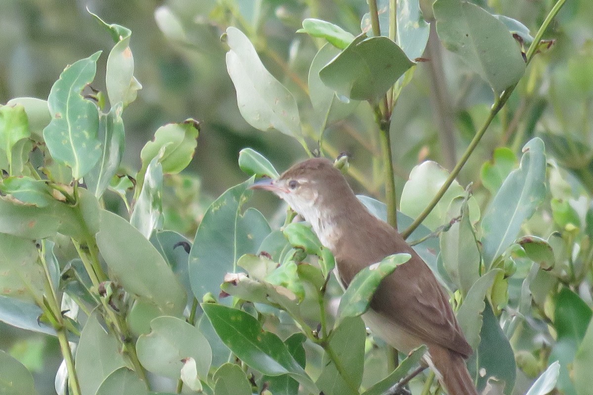 Clamorous Reed Warbler (Brown) - ML619020238