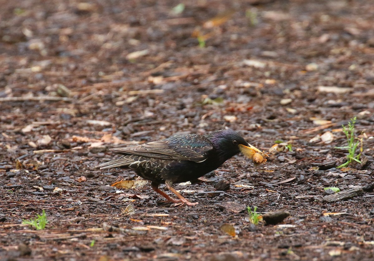 European Starling - ML619020247