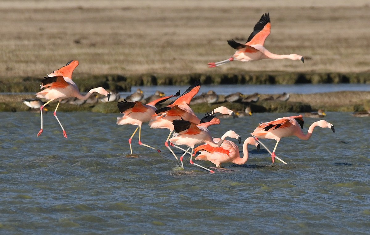 Chilean Flamingo - Ricardo  Matus