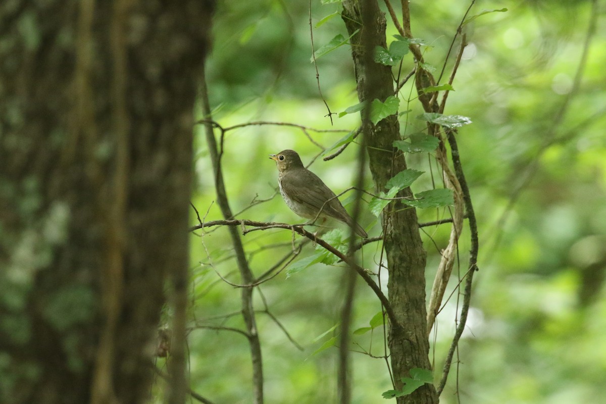 Swainson's Thrush - ML619020250