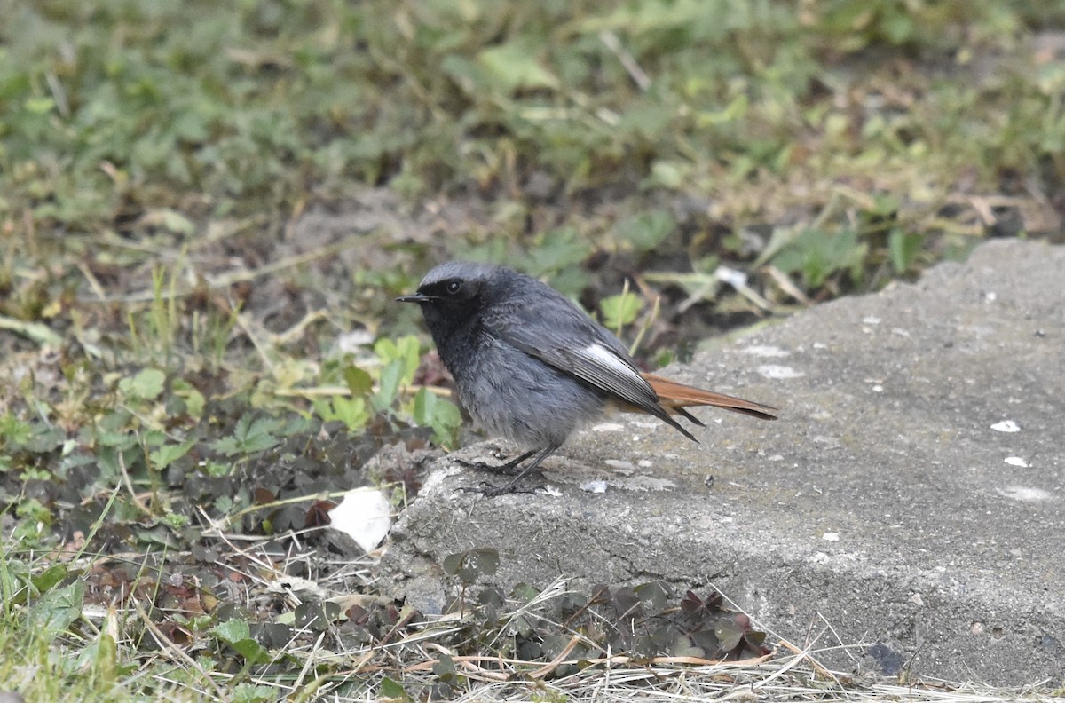 Black Redstart - ML619020295