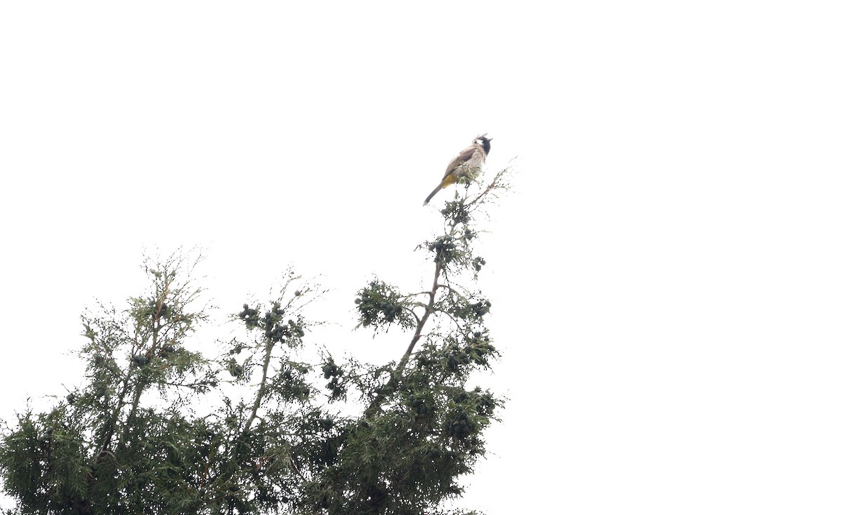 Himalayan Bulbul - Jeevan Khulbe