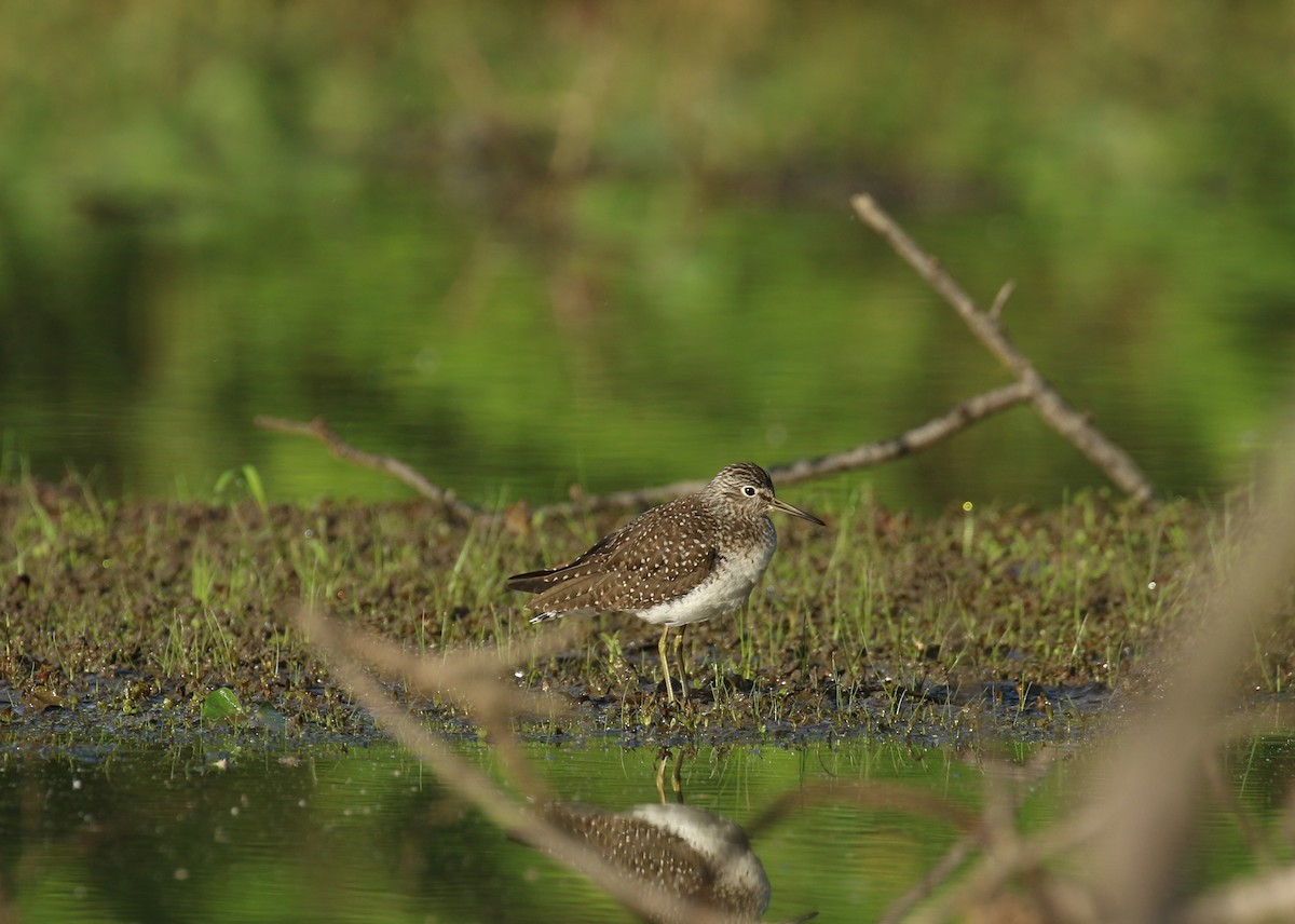 Solitary Sandpiper - ML619020341