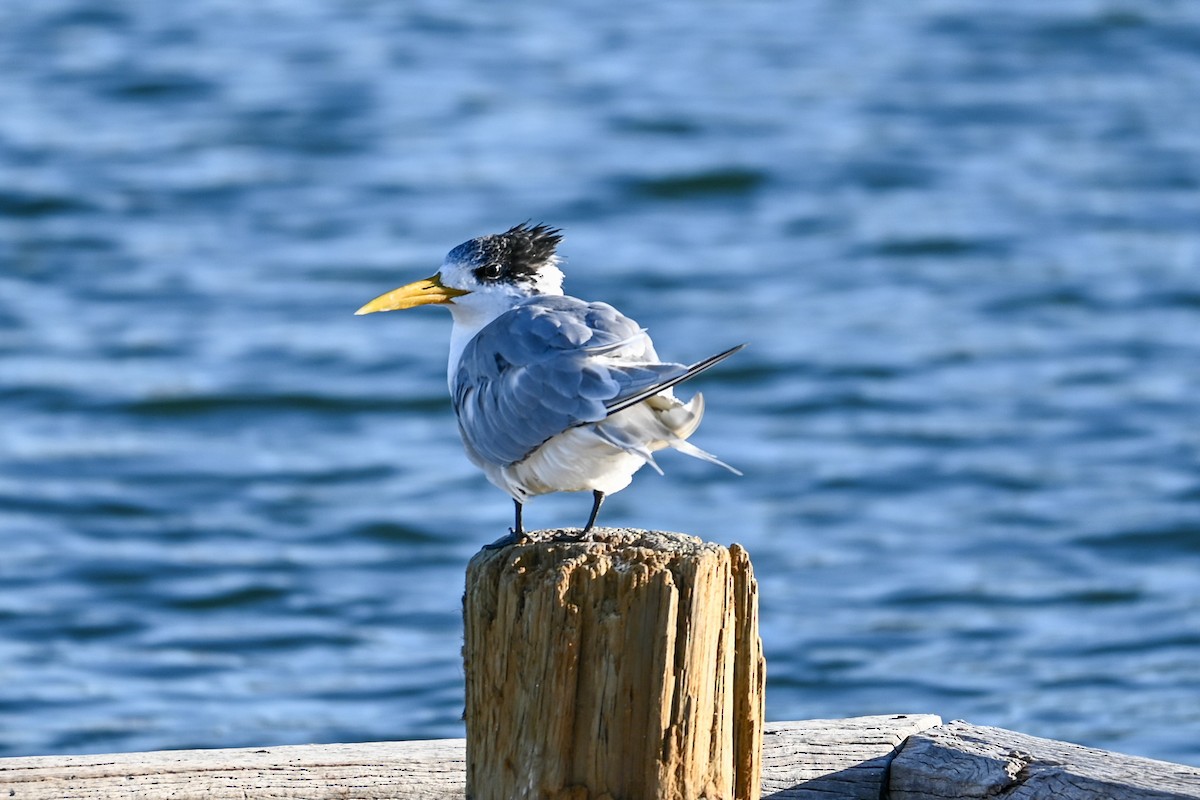 Great Crested Tern - ML619020353