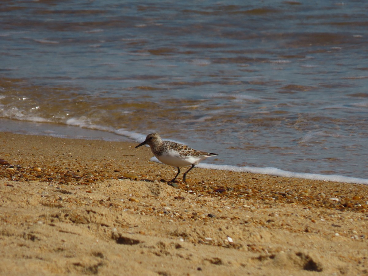 Sanderling - Doug Graham