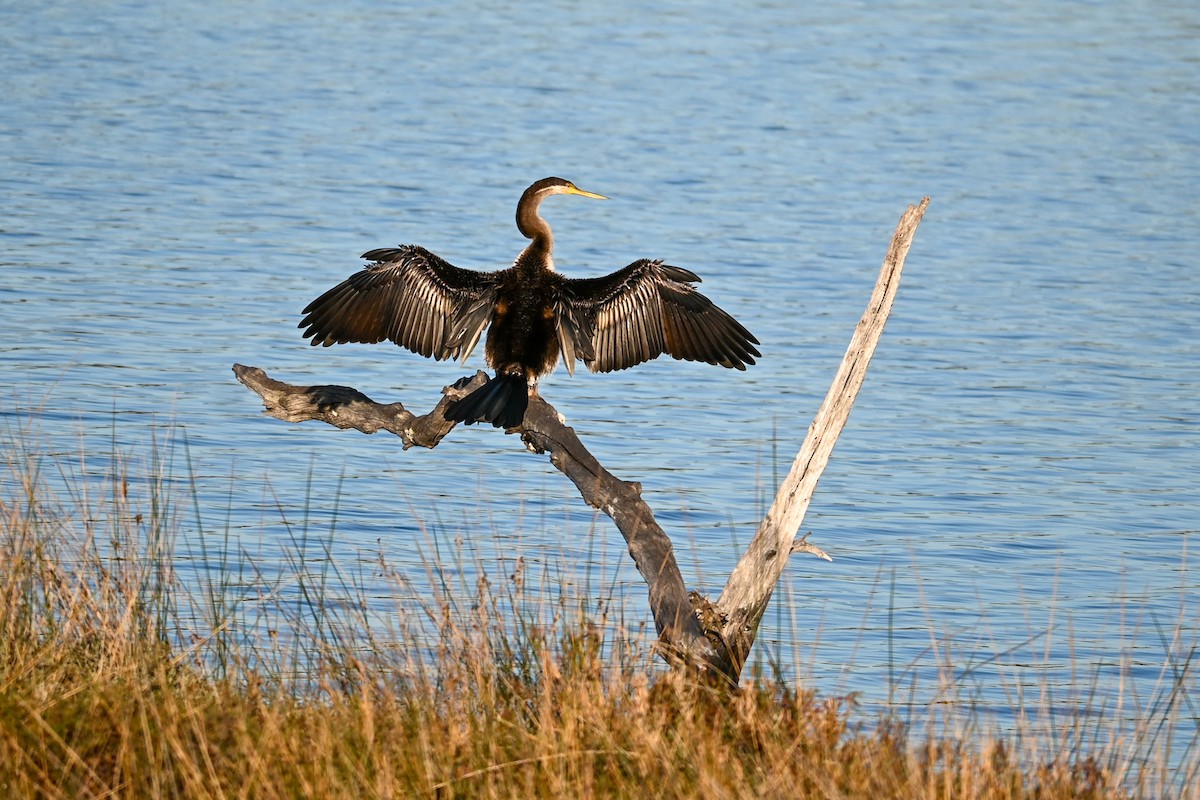 Australasian Darter - ML619020364