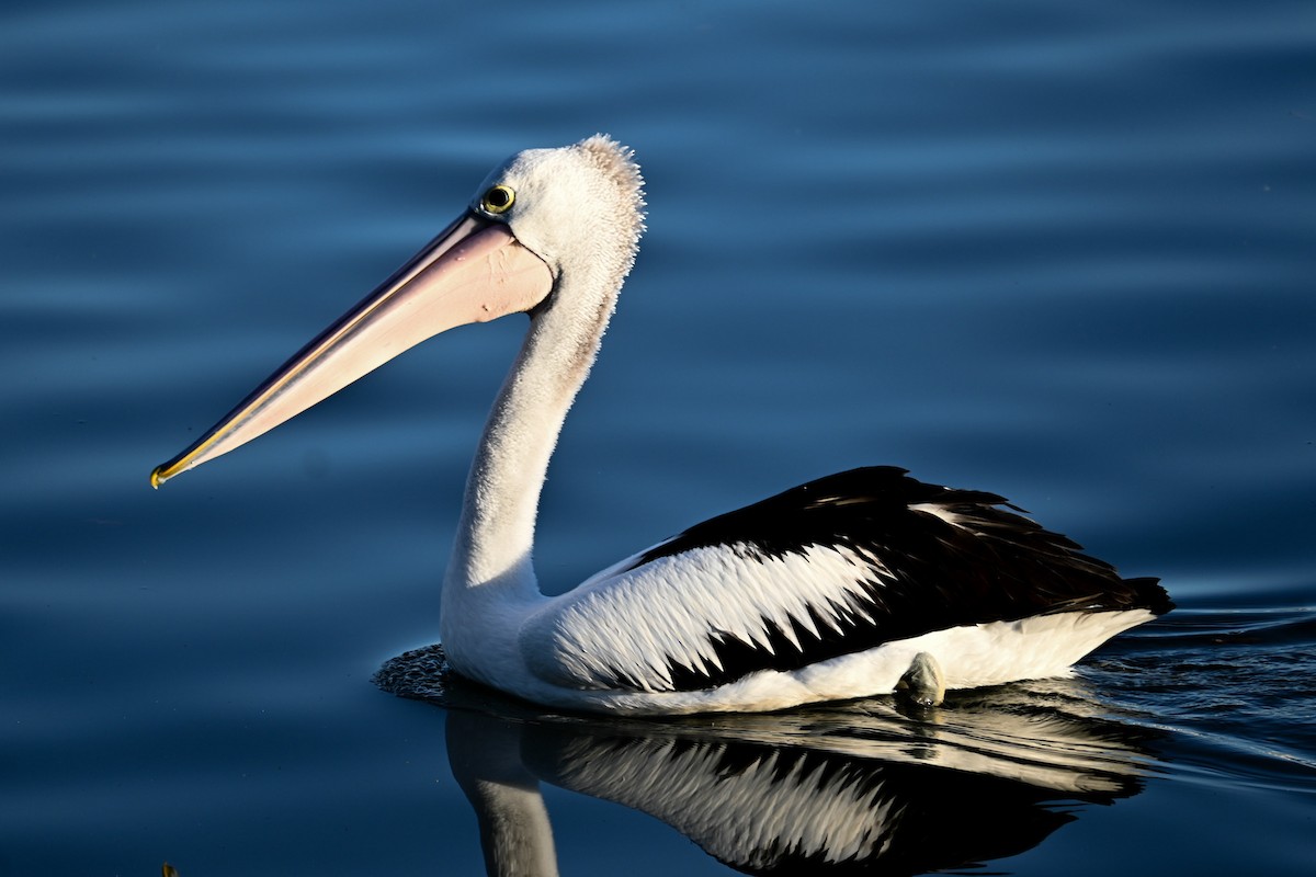 Australian Pelican - Steve Ryan
