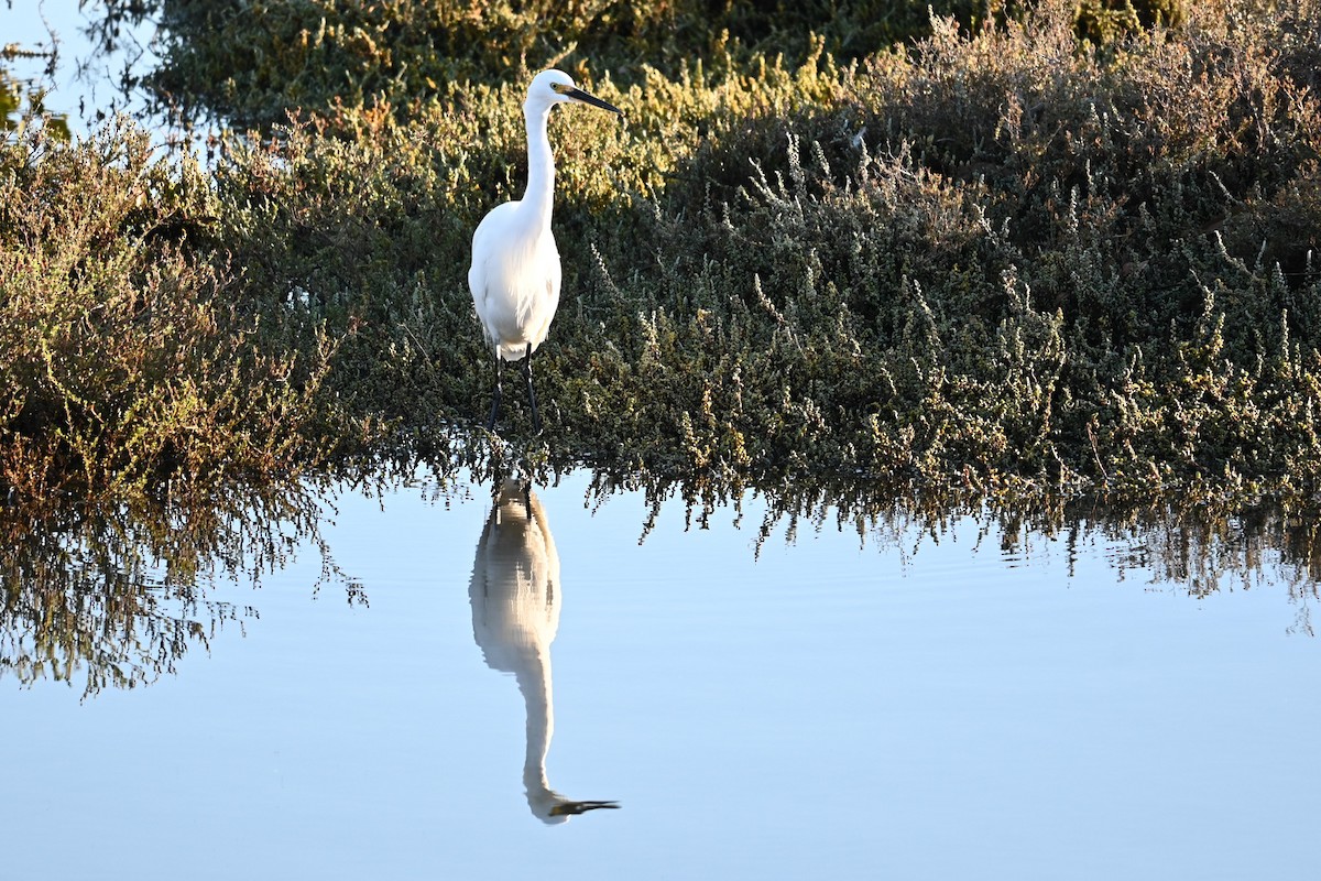 Little Egret - ML619020375