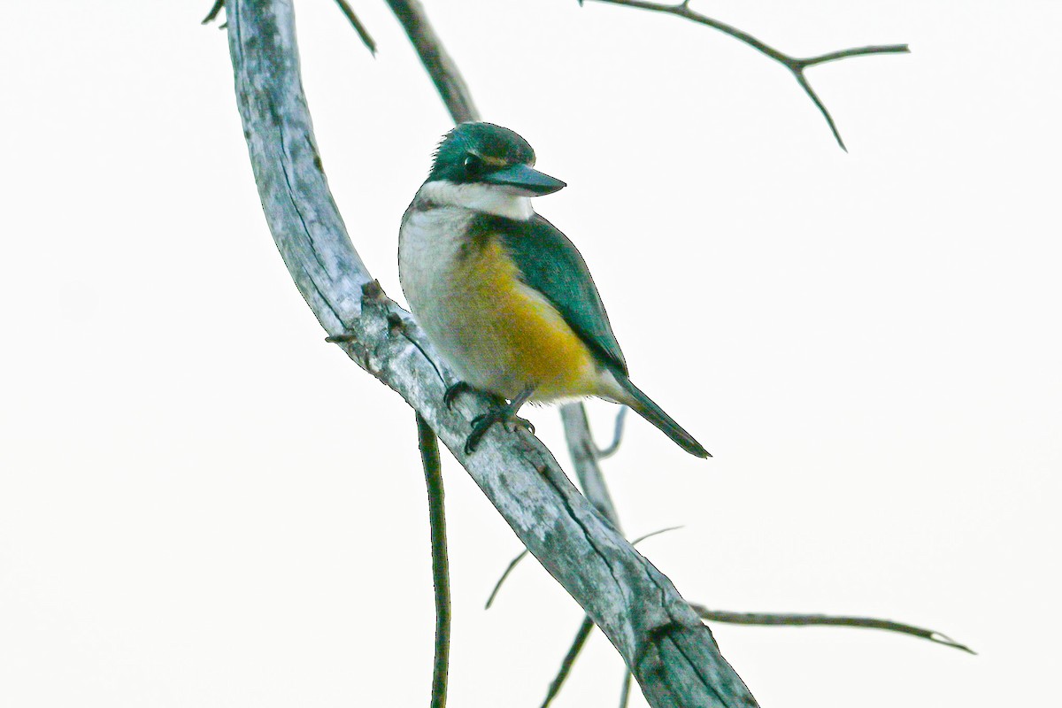 Sacred Kingfisher - ML619020376