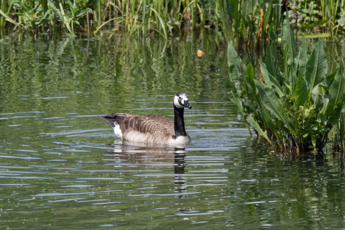 Branta musuzuria x Kanadako branta (hibridoa) - ML619020378