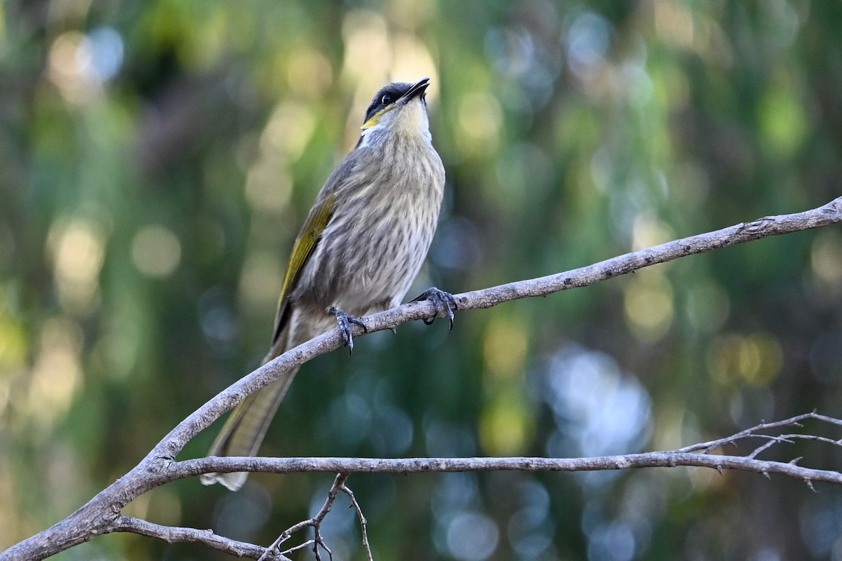 Singing Honeyeater - ML619020386