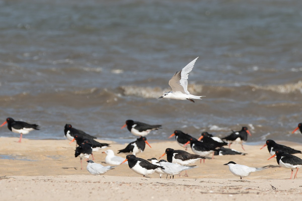 Gull-billed Tern - Ian Melbourne