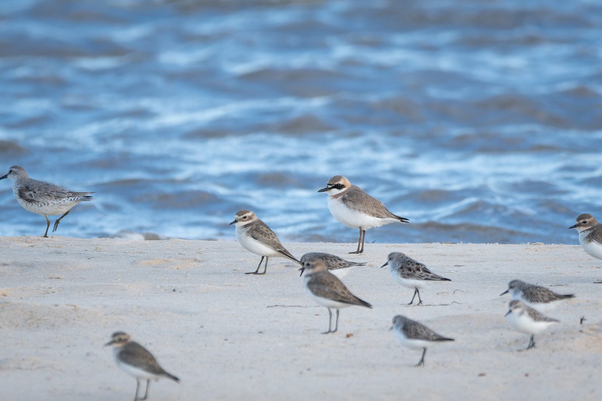 Greater Sand-Plover - Ian Melbourne