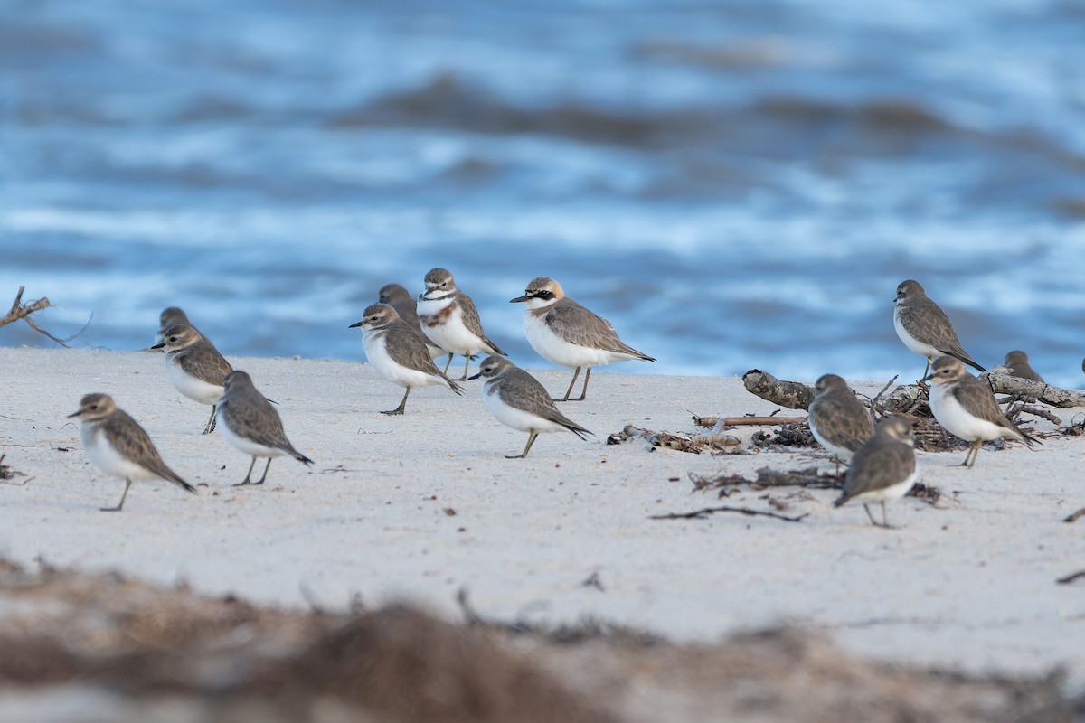 Greater Sand-Plover - Ian Melbourne