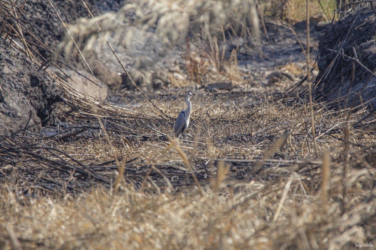 Gray Heron - ML619020441