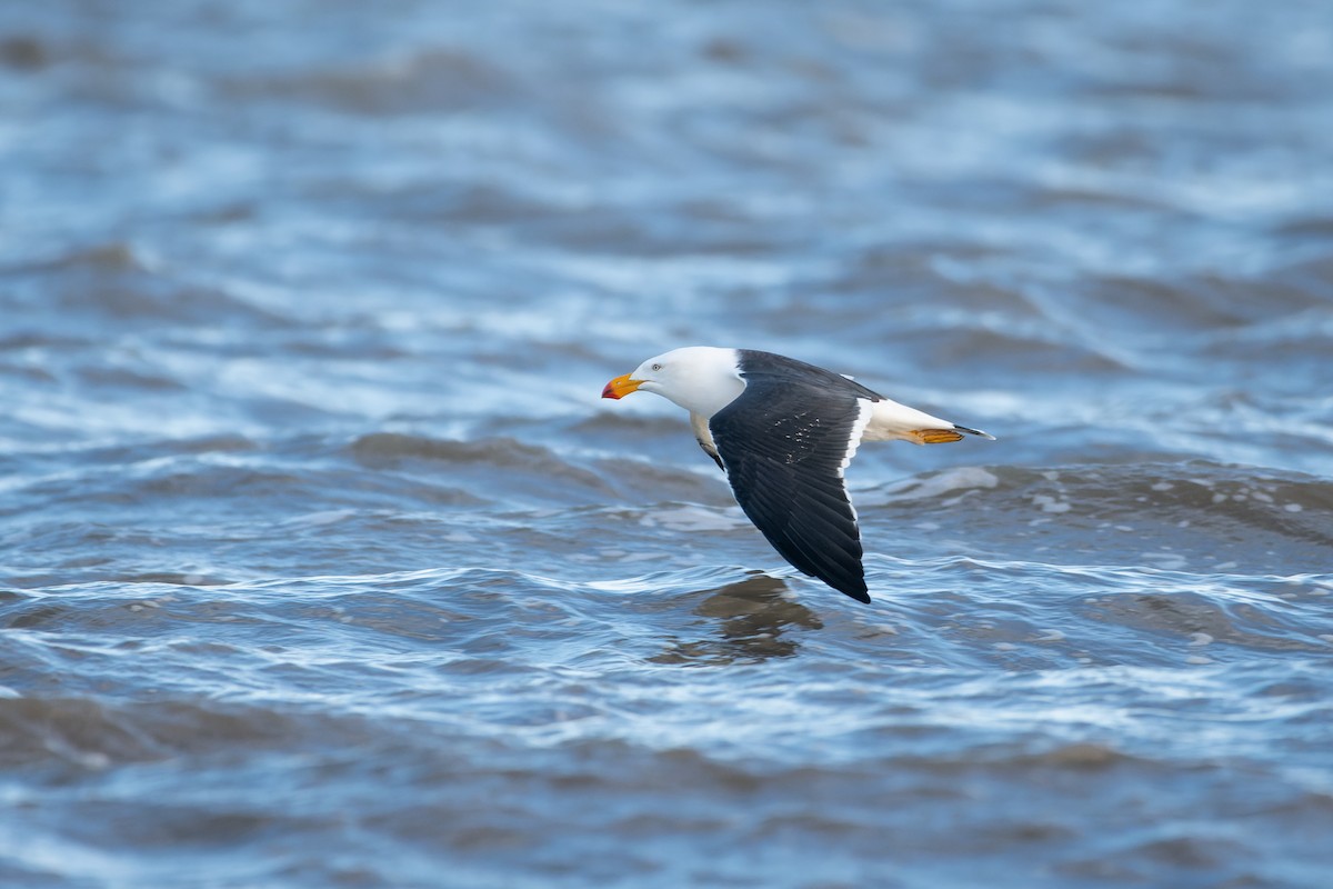 Pacific Gull - Ian Melbourne