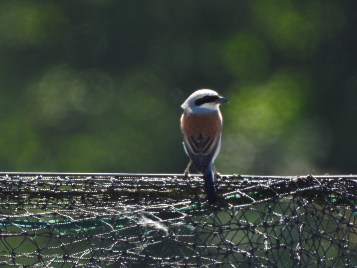 Red-backed Shrike - Monika Czupryna