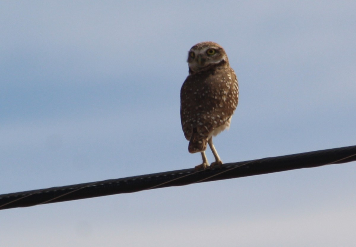 Burrowing Owl (Western) - Tommy DeBardeleben