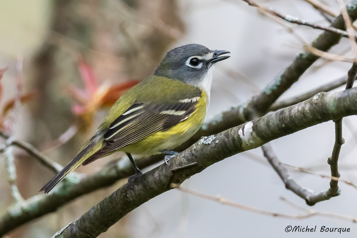 Blue-headed Vireo - Michel Bourque