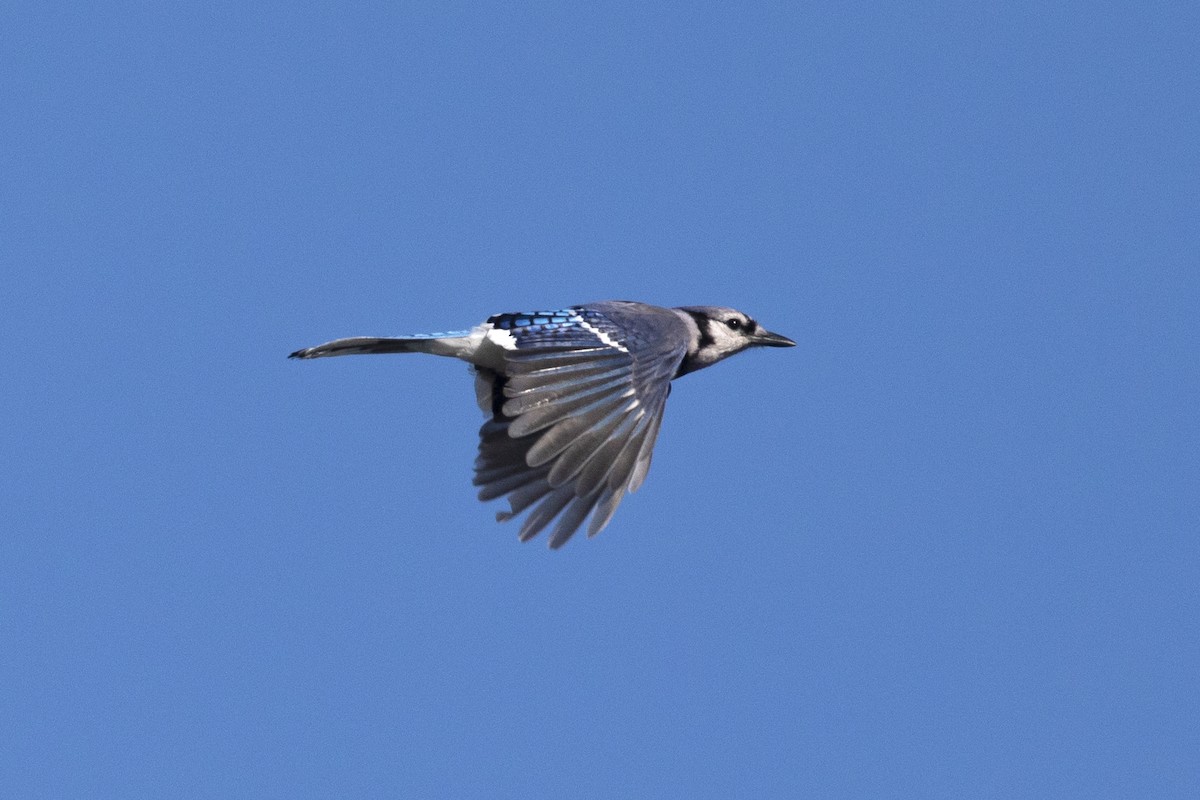 Blue Jay - ML619020479