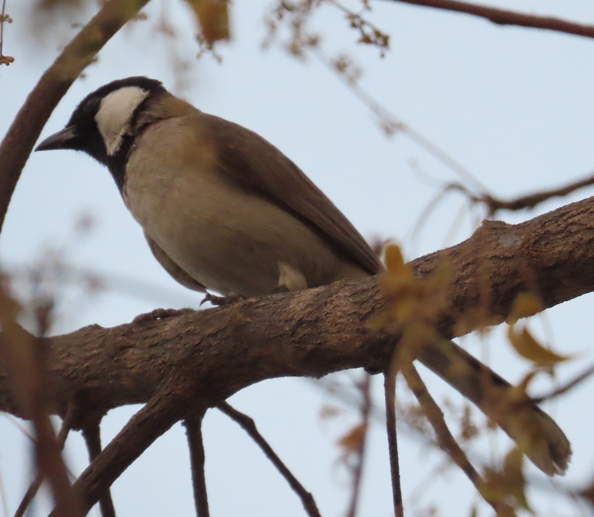 White-eared Bulbul - Gargi Dalawat