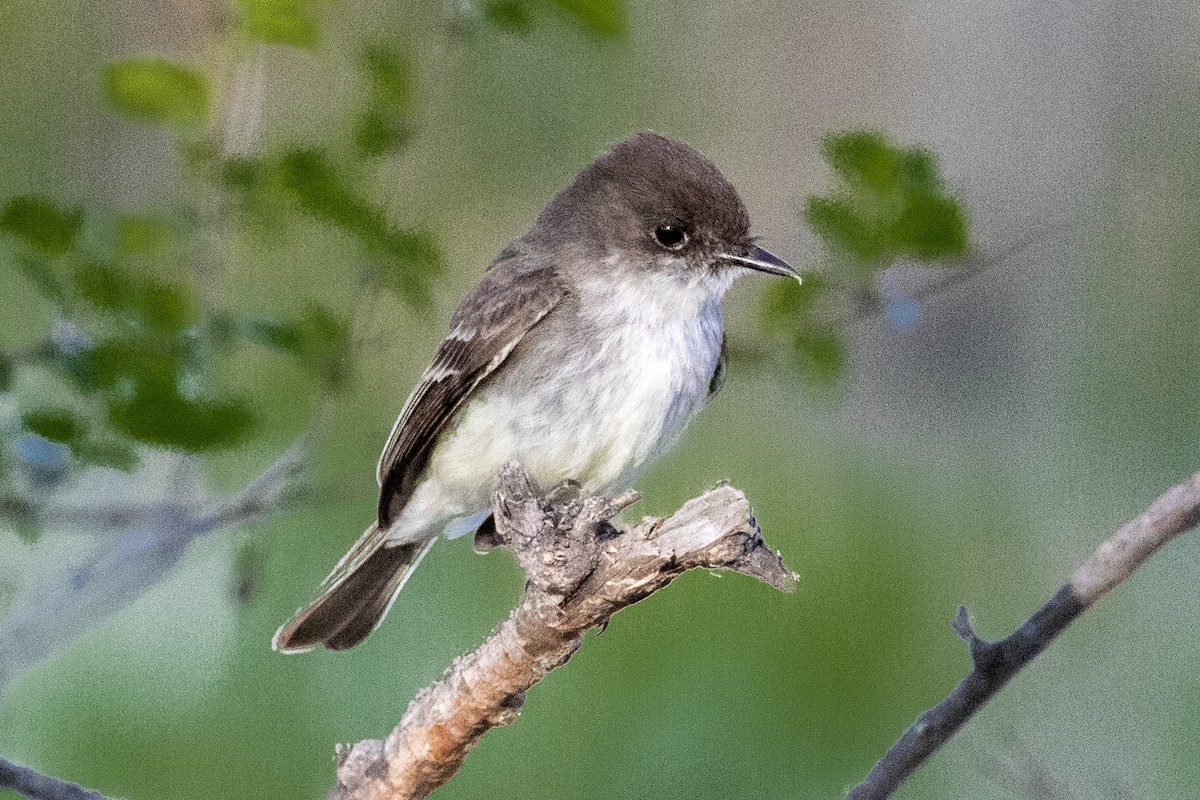 Eastern Phoebe - Richard Bunn