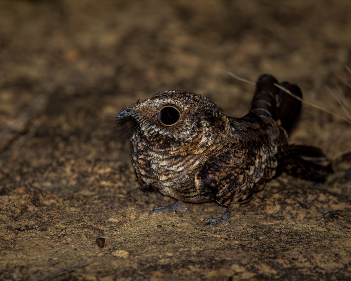 Scissor-tailed Nightjar - Caio Osoegawa