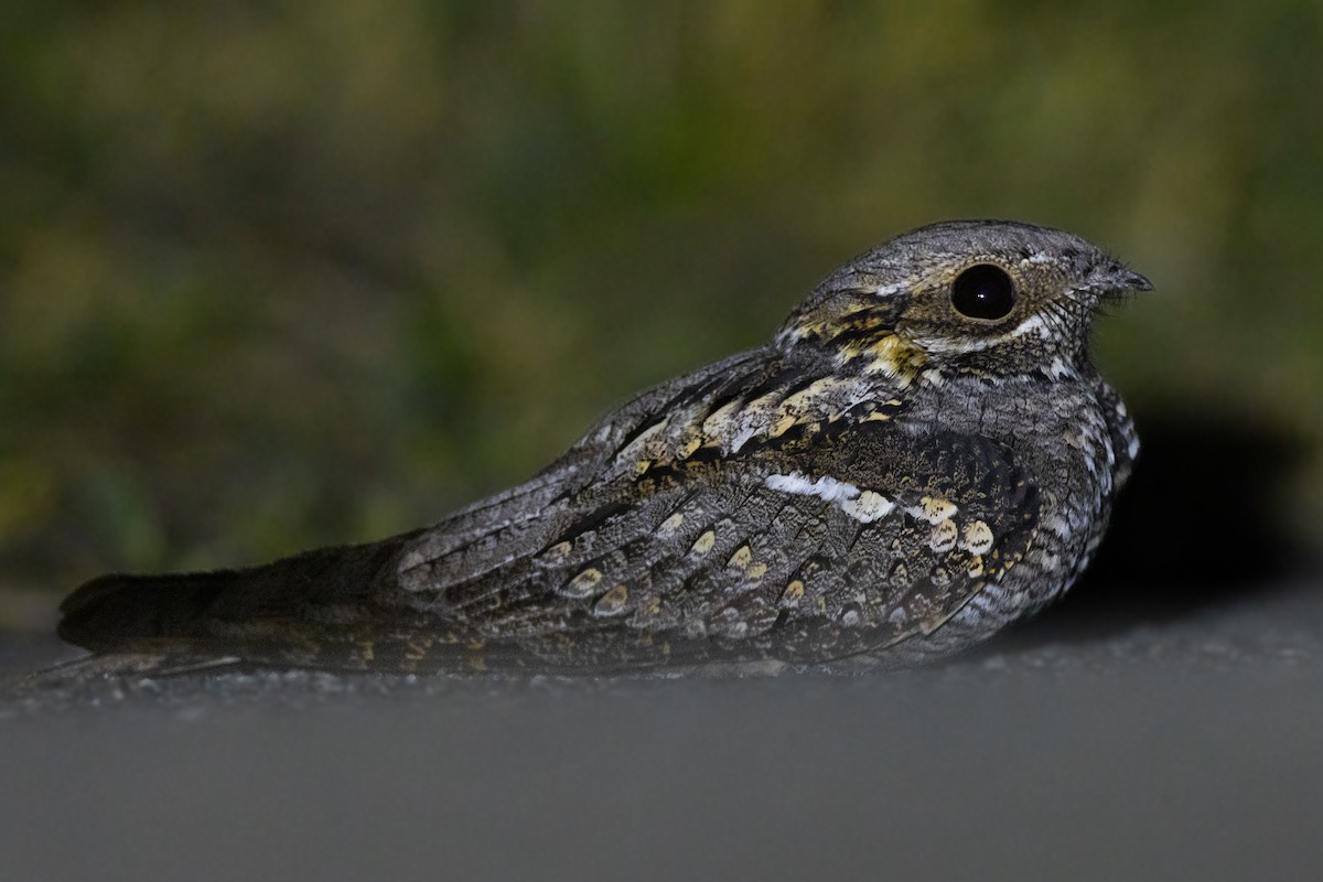 Eurasian Nightjar - Emin Yogurtcuoglu I birddetective