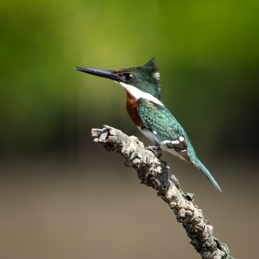 Green Kingfisher - Caio Osoegawa