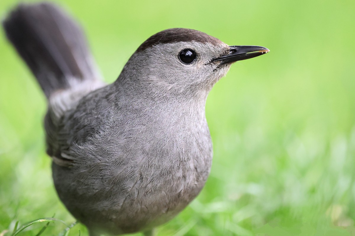 Gray Catbird - James Tornetta