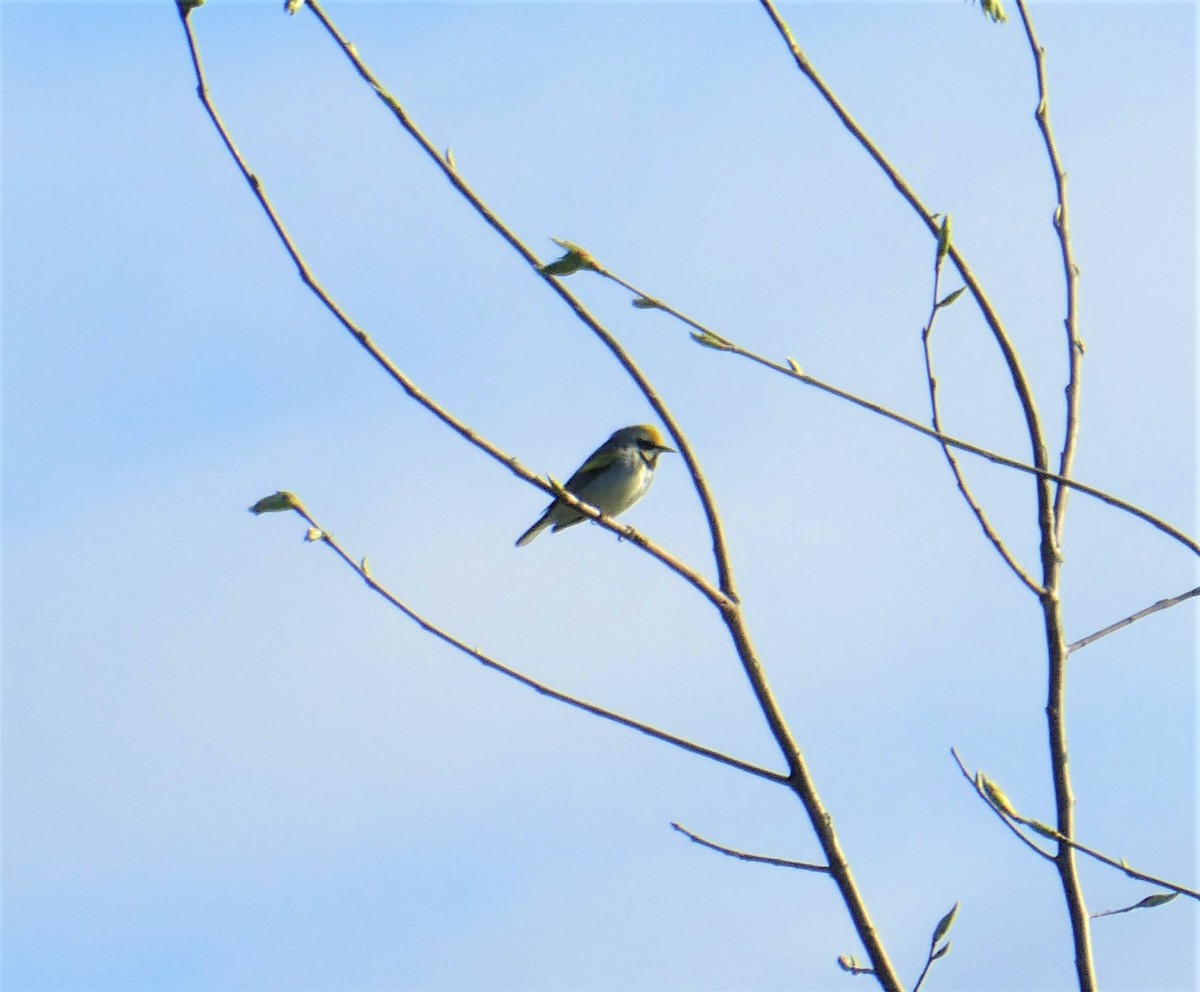 Golden-winged Warbler - ML619020542