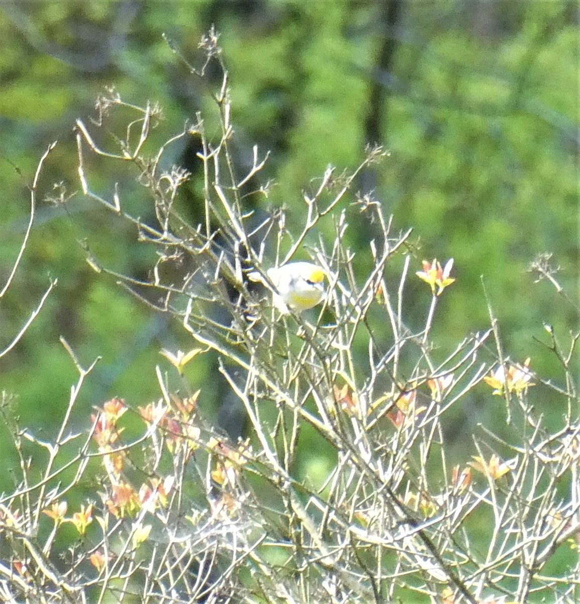 Golden-winged x Blue-winged Warbler (hybrid) - ML619020559