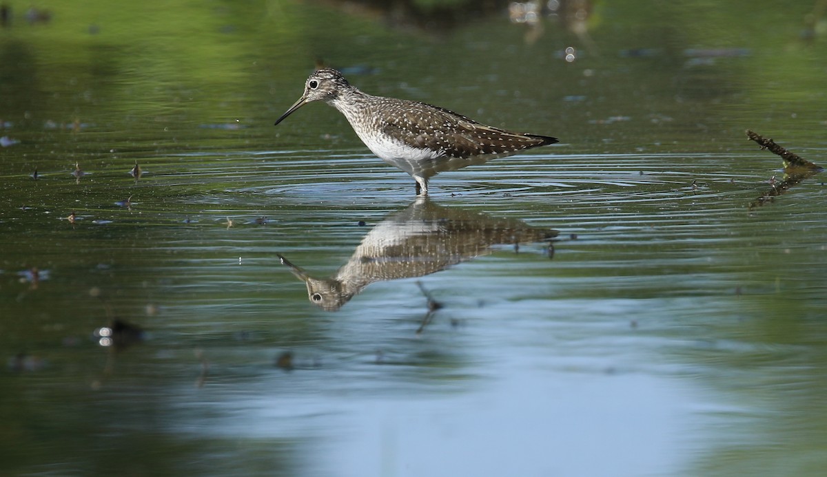 Solitary Sandpiper - ML619020564