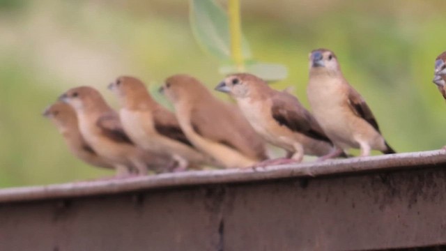 Indian Silverbill - ML619020565