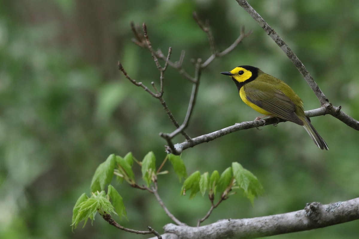 Hooded Warbler - Scott Evans