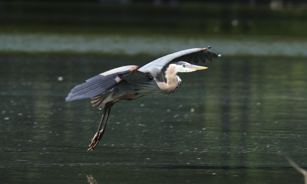 Great Blue Heron - ML619020576