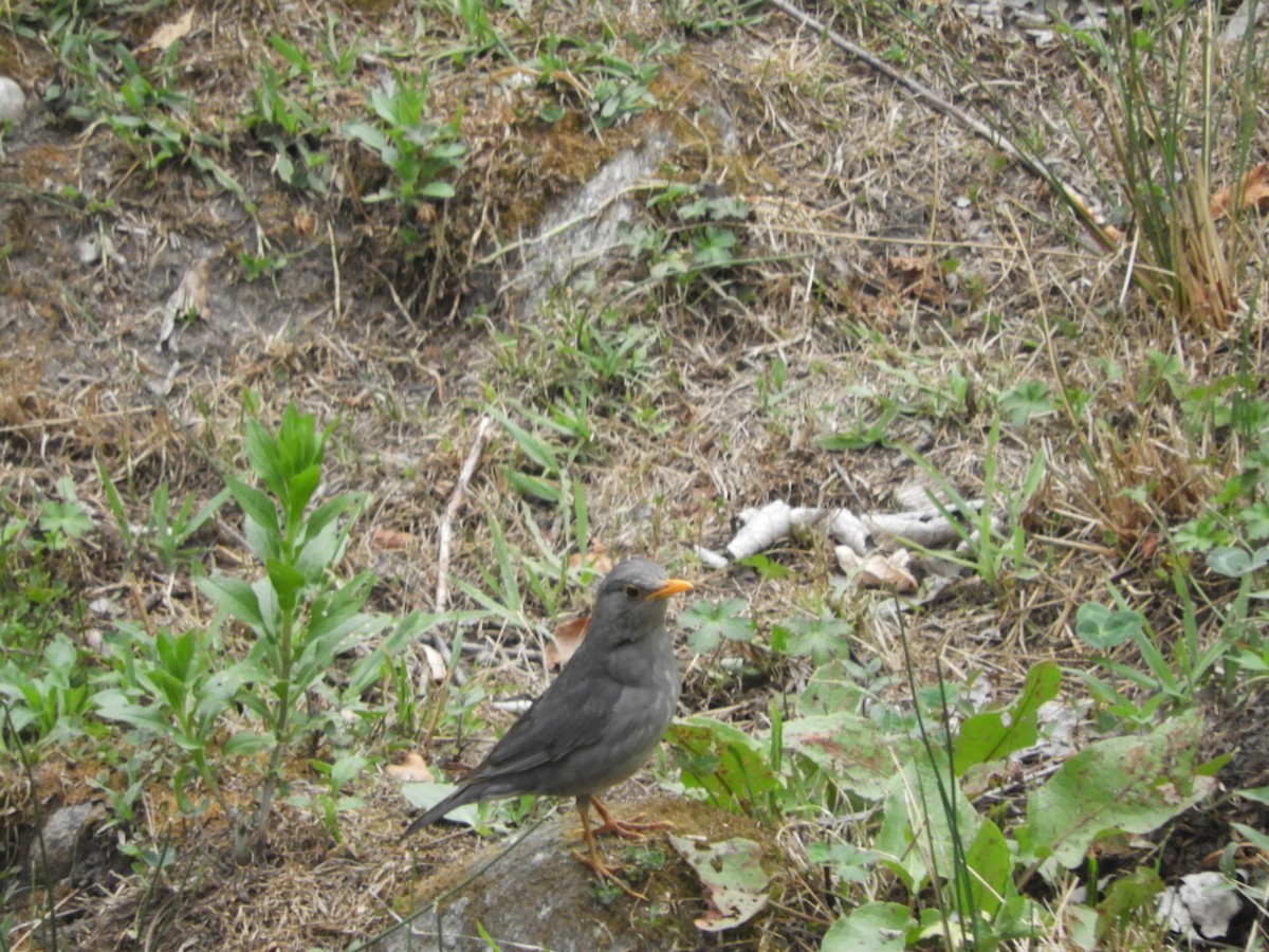 Tickell's Thrush - Aamir Matli