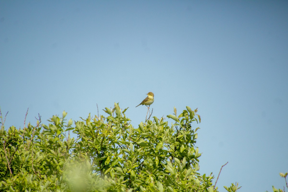 Willow Warbler - Guillaume Calcagni