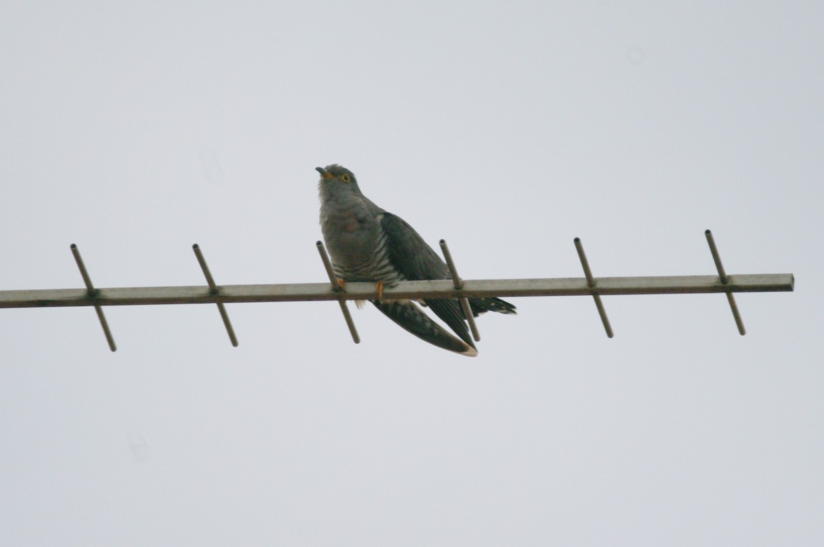 Common Cuckoo - Max Chiari