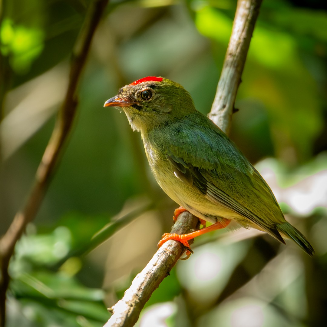 Blue-backed Manakin - Caio Osoegawa