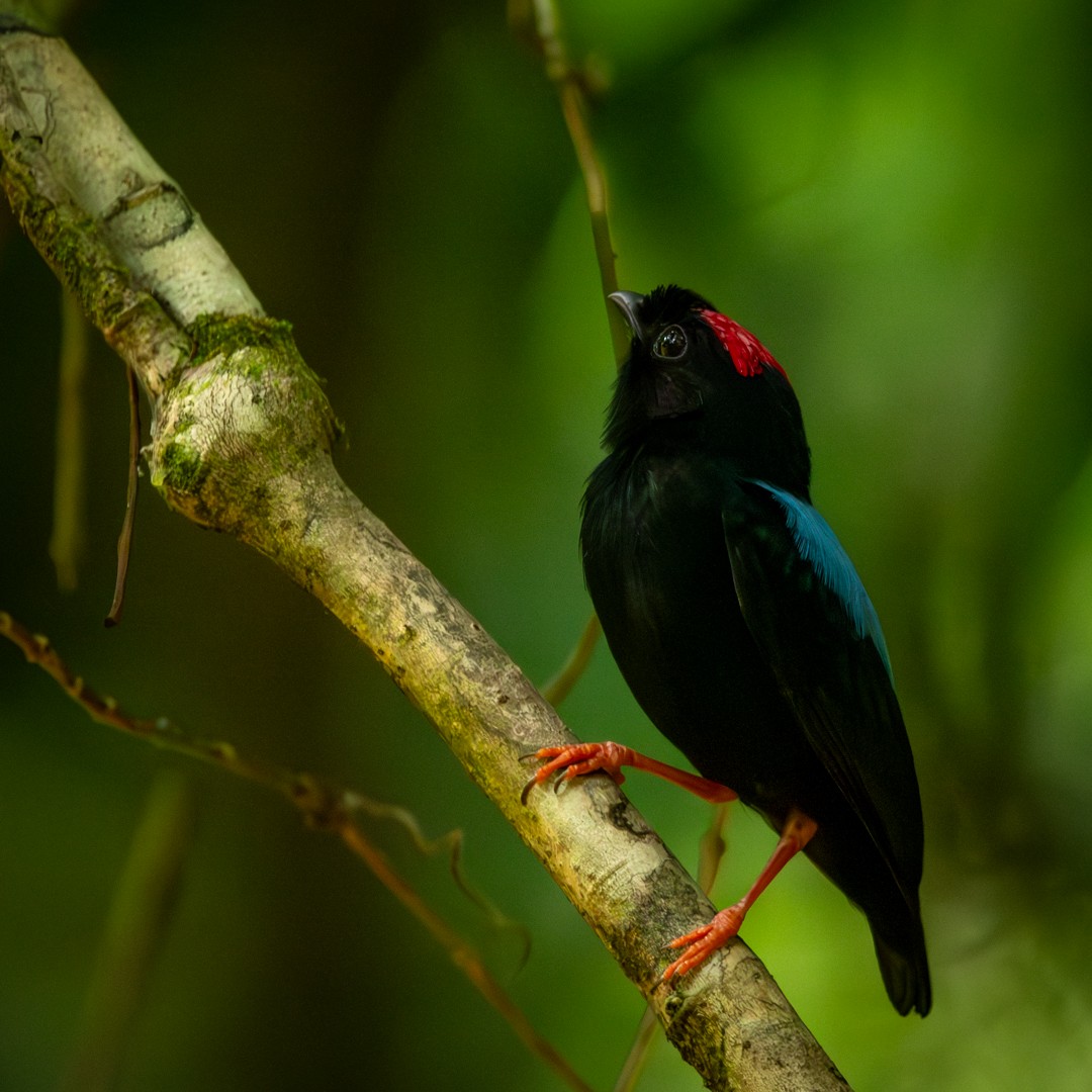 Blue-backed Manakin - Caio Osoegawa