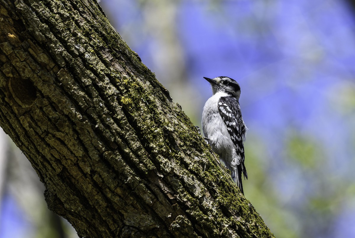 Downy Woodpecker - ML619020657